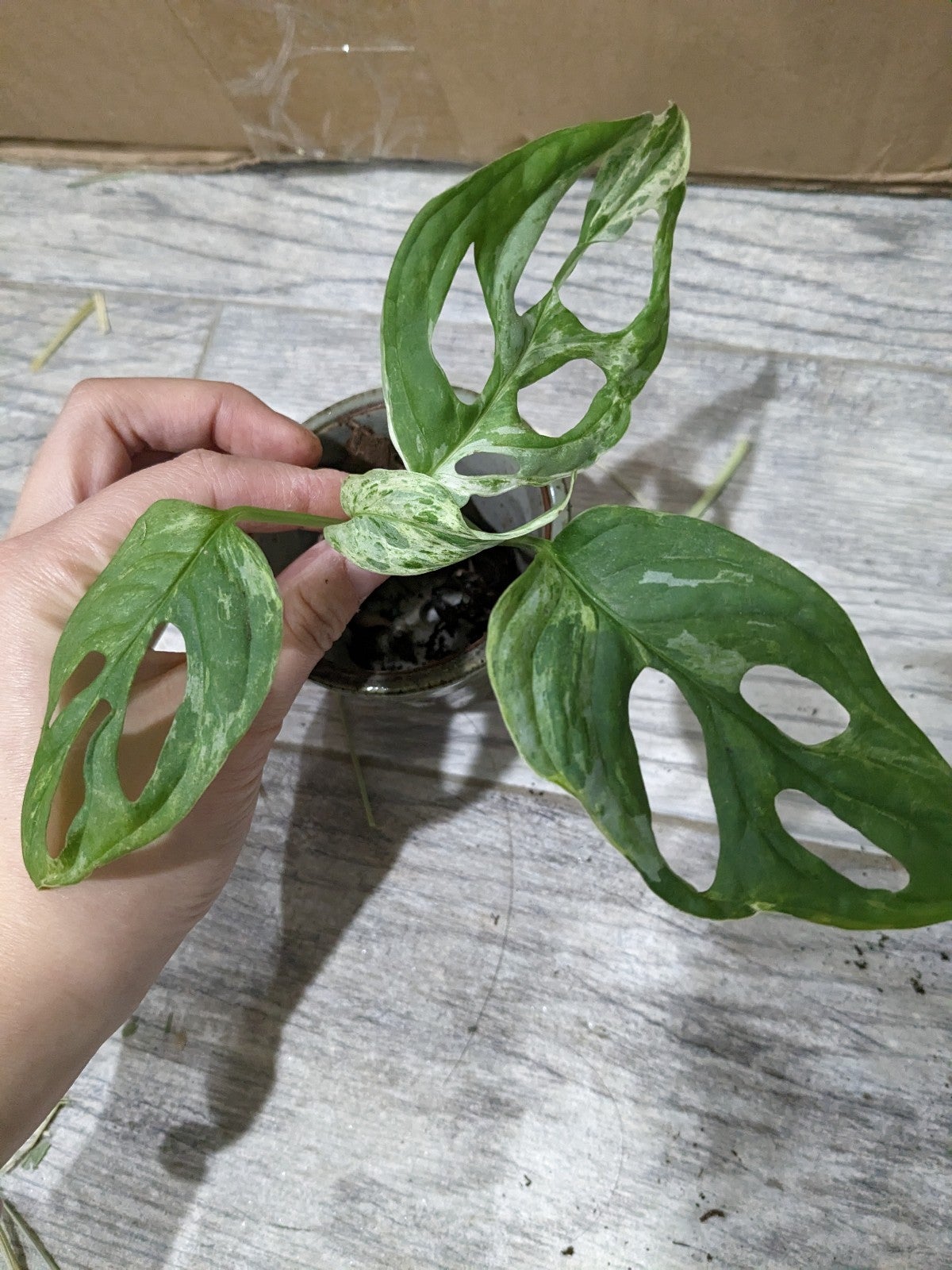 Variegated monstera adansonii mint Rooted plant