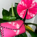 purses and handbags