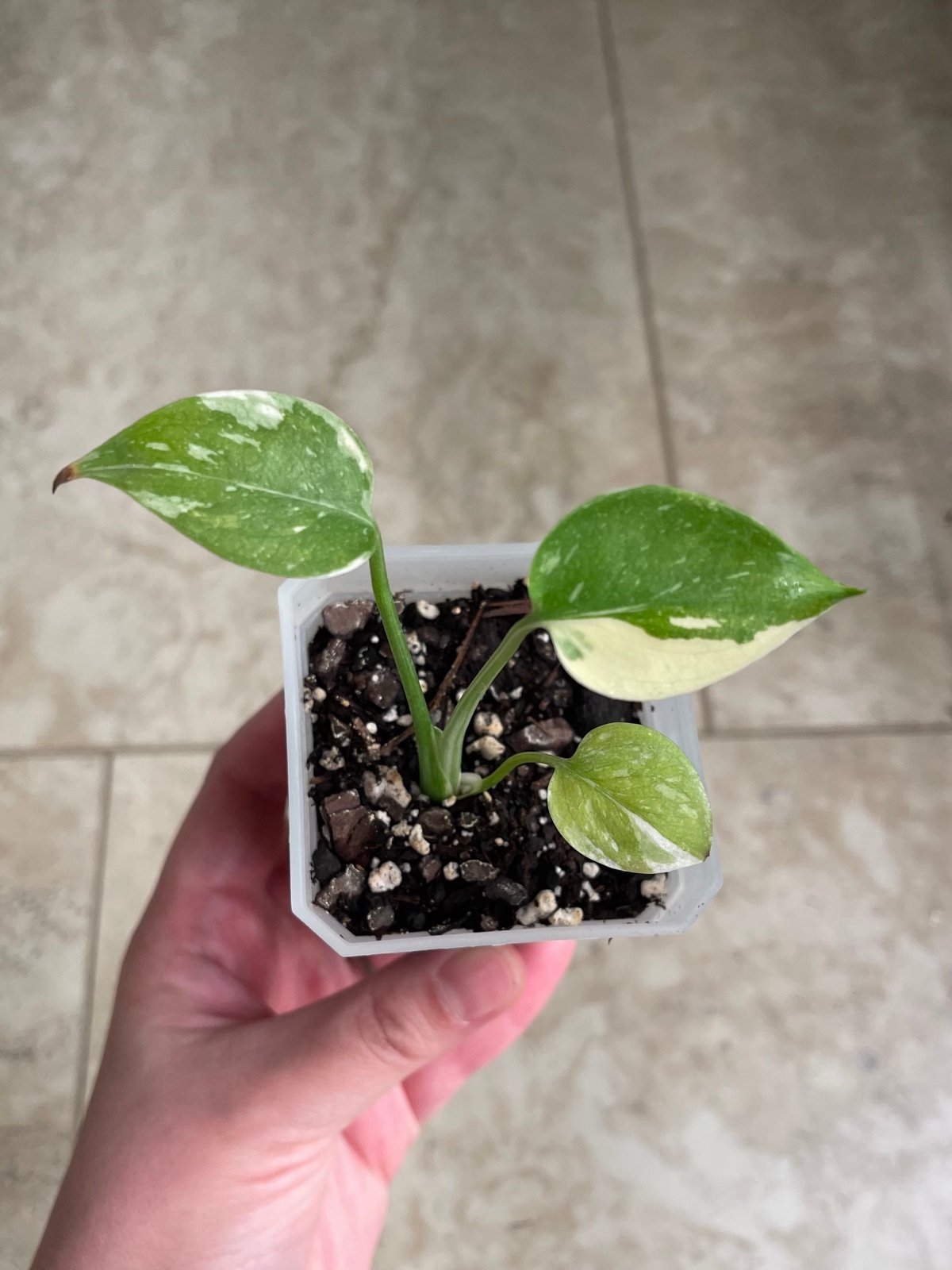 Monstera Thai constellation seedling