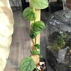 Monstera dubia - RARE - Free Shipping