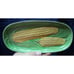 Vintage 1940's Majolica Ceramic Corn on the Cob plates- set of 4 -Made in Japan