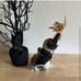 Vintage 1965 ANNALEE 9 Halloween Trick or Treat WITCH MOUSE