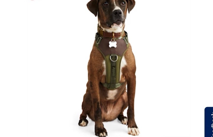 Petco Olive Dog Harness