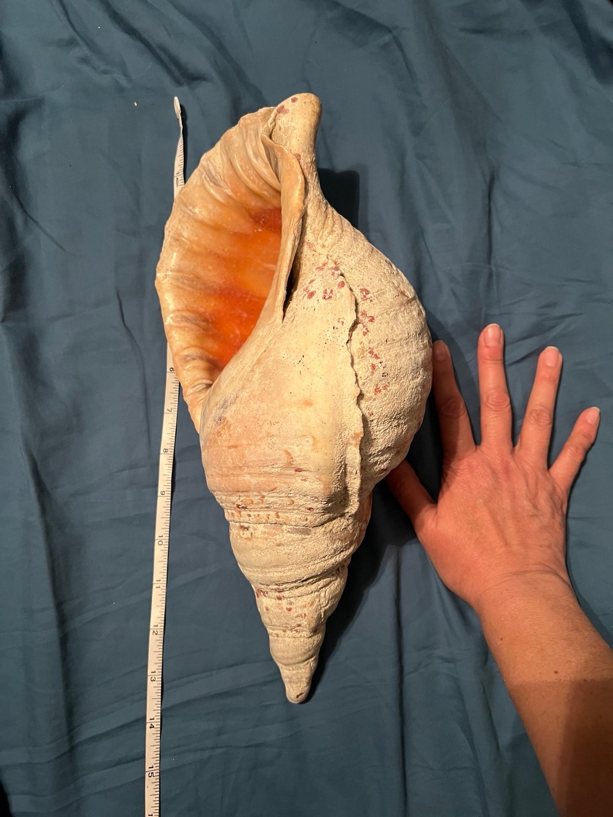 X Large 14” Pacific Triton Trumpet Decorative Shell Charonia Tritonis