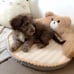 Cat Bed Bear Design Cushion Small Medium Dog Sleeping Beds Cats Durable Mat