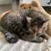 Cat Bed Bear Design Cushion Small Medium Dog Sleeping Beds Cats Durable Mat