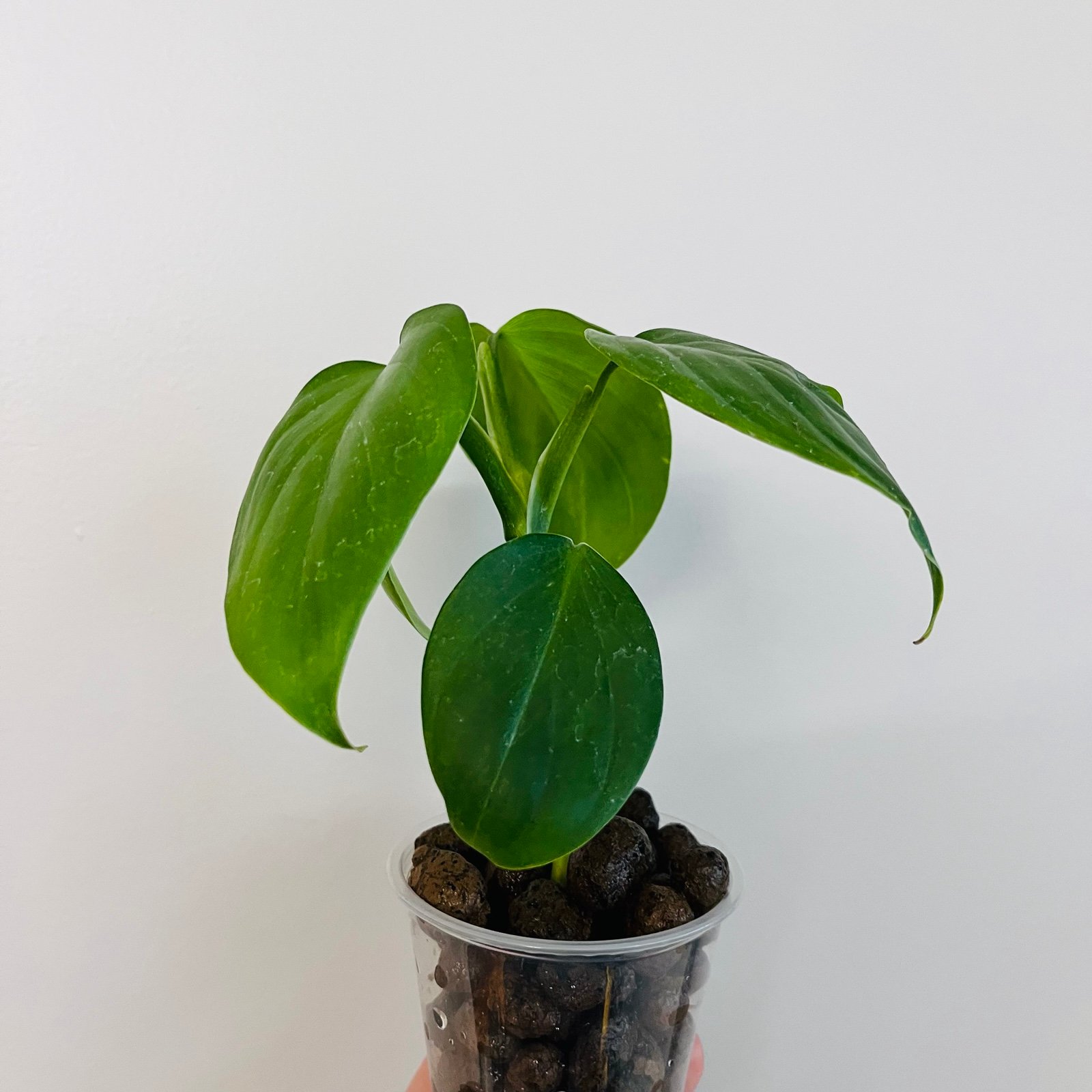 3184 - Philodendron Villamagense Pangui