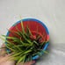 Hand painted Planter “Red Berry Blues”