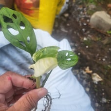 Monstera adansoni tri color