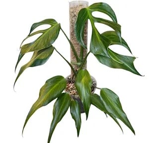 Monstera Burle Marx Flame plant in 6” pot. Highly sought after and rare plant.