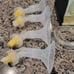 Medela breast pump