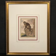 Antique 18th C. Framed Monkey Colored Engraving MOUSTAC By Comte de Buffon