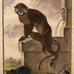 Antique 18th C. Framed Monkey Colored Engraving MOUSTAC By Comte de Buffon