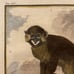 Antique 18th C. Framed Monkey Colored Engraving MOUSTAC By Comte de Buffon