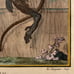 Antique 18th C. Framed Monkey Colored Engraving MOUSTAC By Comte de Buffon