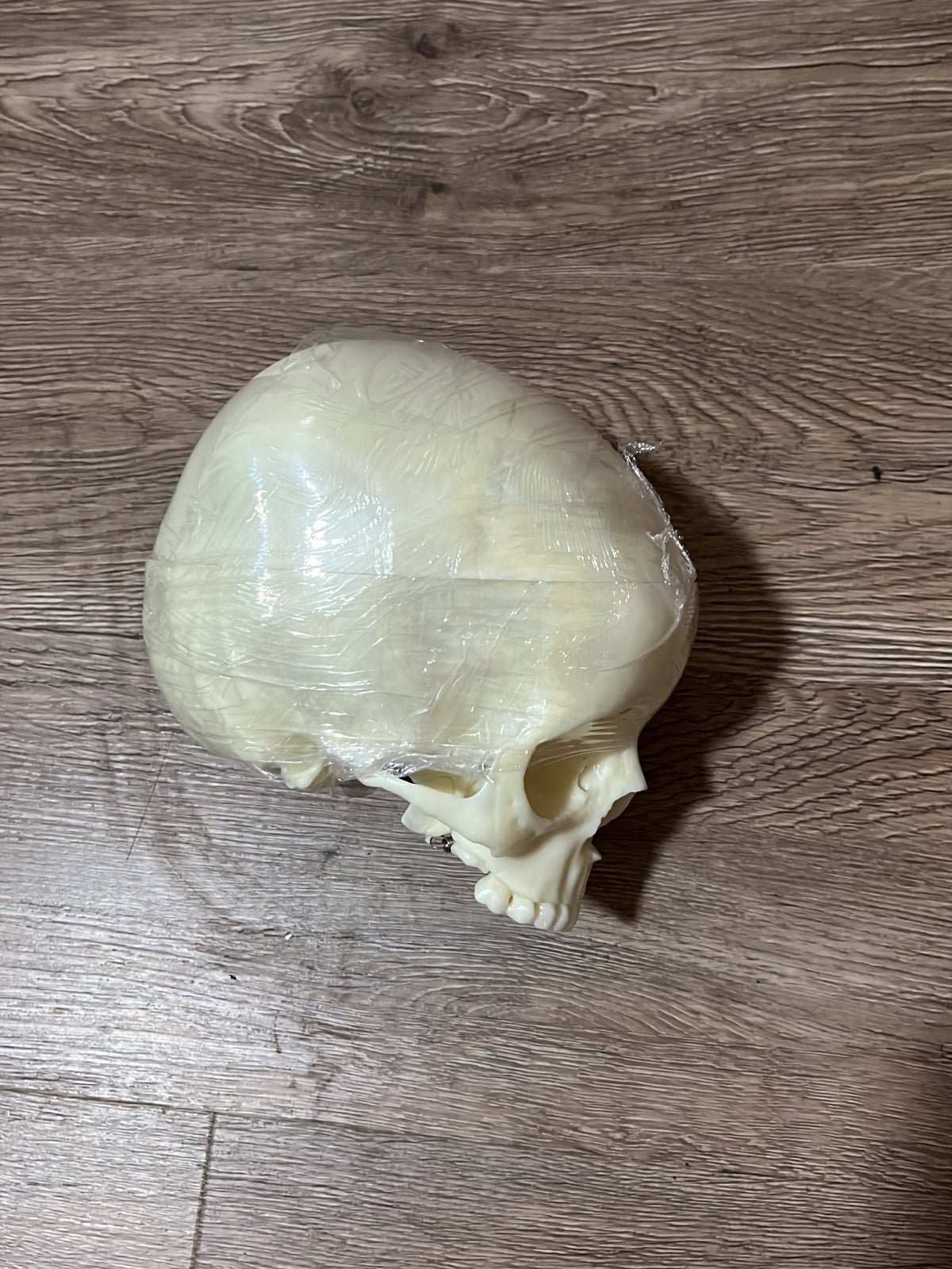 Anatomical Skull