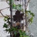 336-1SR Squirrel-Be-Gone Bird Feeder, 2LB Squirrel Proof Outdoor Wild