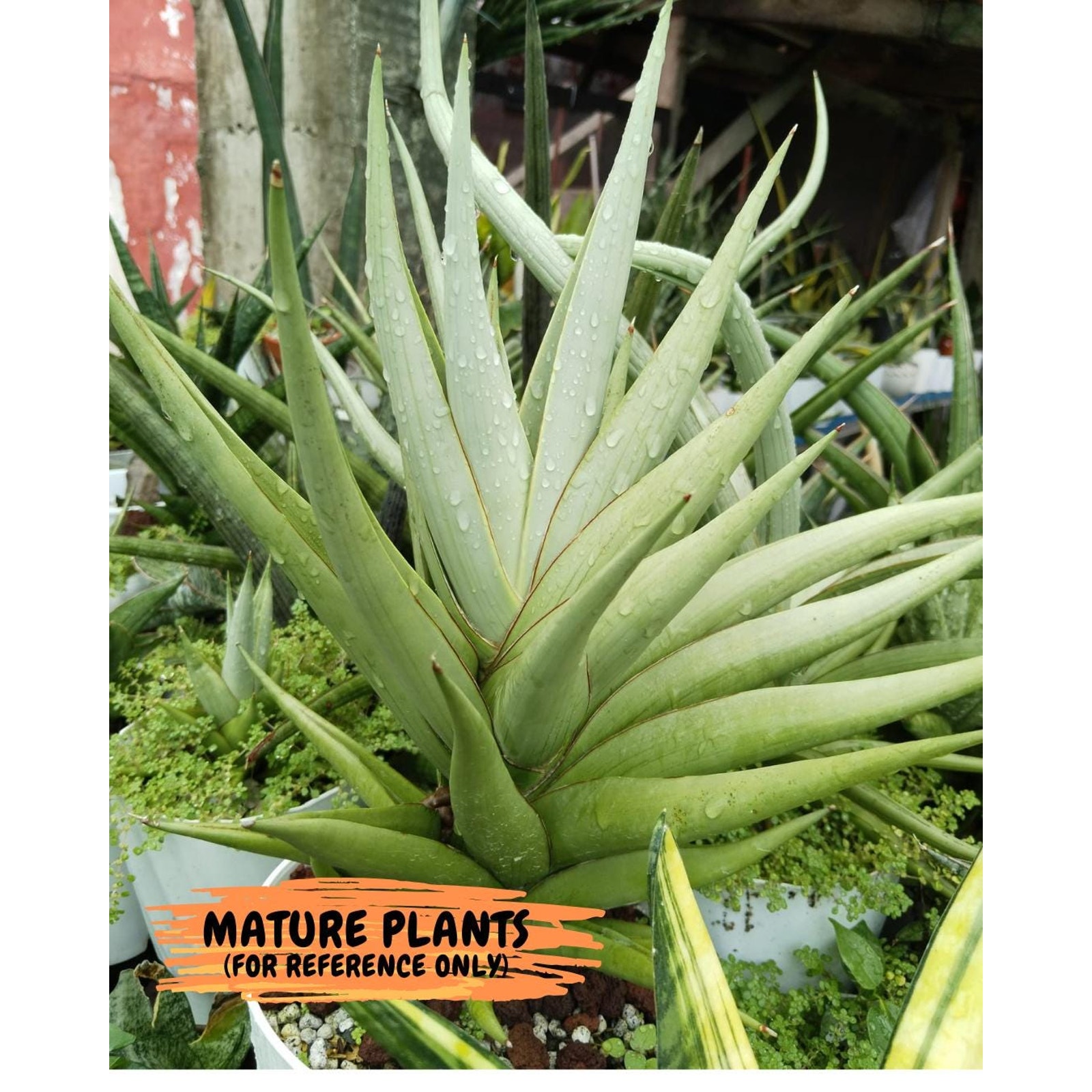 Sansevieria Chao Praya (PH26) | Seek Out a Truly Extraordinary Plant