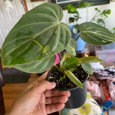 Philodendron Gloriosum Zebra