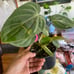 Philodendron Gloriosum Zebra