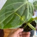 Philodendron Gloriosum Zebra