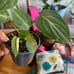 Philodendron Gloriosum Zebra