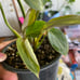 Philodendron Gloriosum Zebra