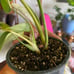 Philodendron Gloriosum Zebra