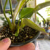 Philodendron Gloriosum Zebra