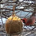 2-EnDarius-Set of 4 Squirrel Proof Bird Feeders for Outside