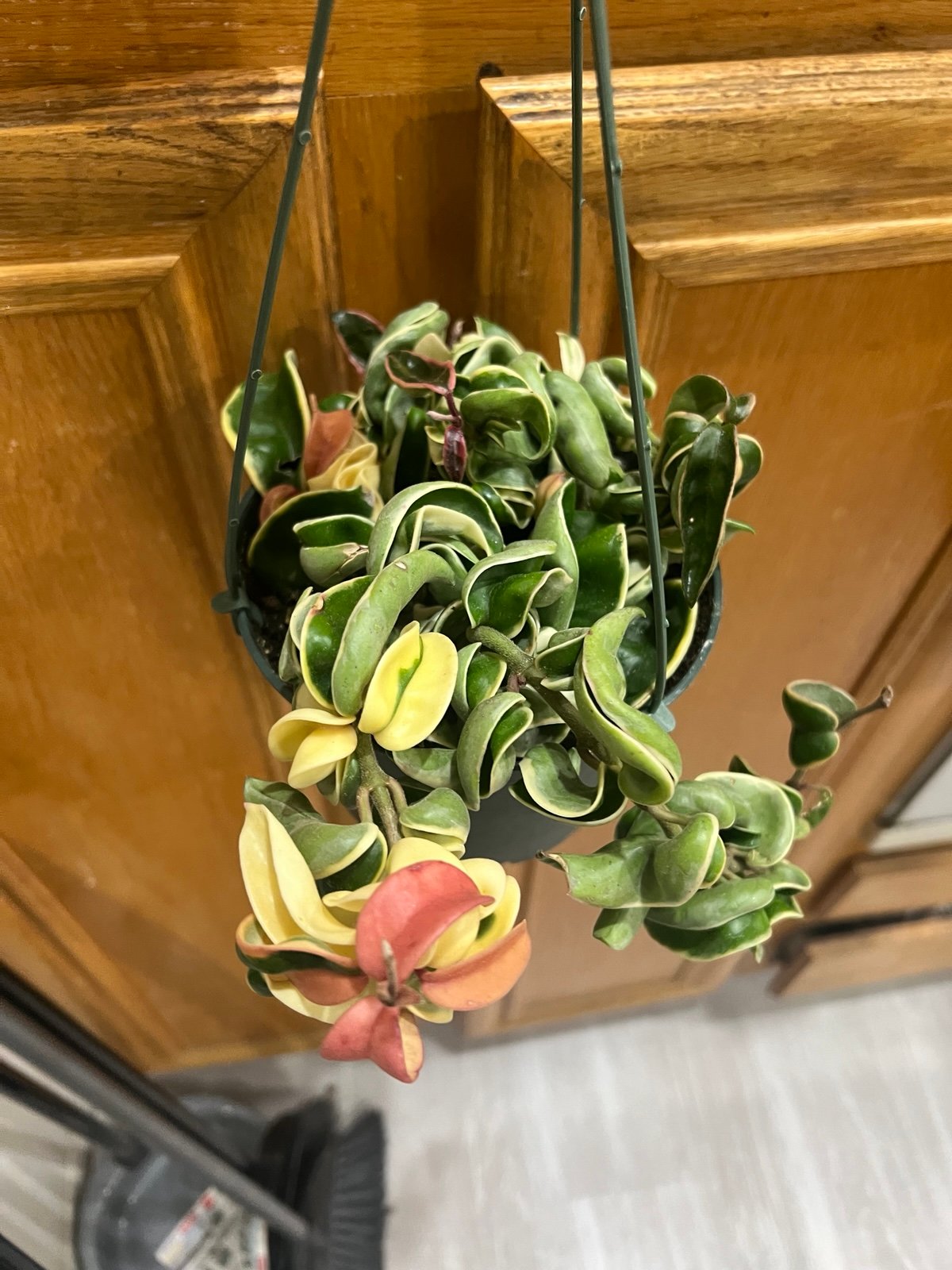 HOYA HINDU ROPE PINK & CREAM VARIEGATION IN 6” POT HANGING (BACK TO SALE).
