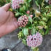 Rare Variegated Hindu Rope Hoya Plant