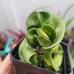 Rare Variegated Hindu Rope Hoya Plant