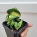 Rare Variegated Hindu Rope Hoya Plant
