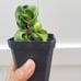 Rare Variegated Hindu Rope Hoya Plant