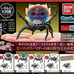 Complete collection of all 5 types of Peacock Spider from the Creature Encyclopedia.
