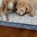 Dog Bed for Crate Water-RepellentPad Reversible Cool and Warm