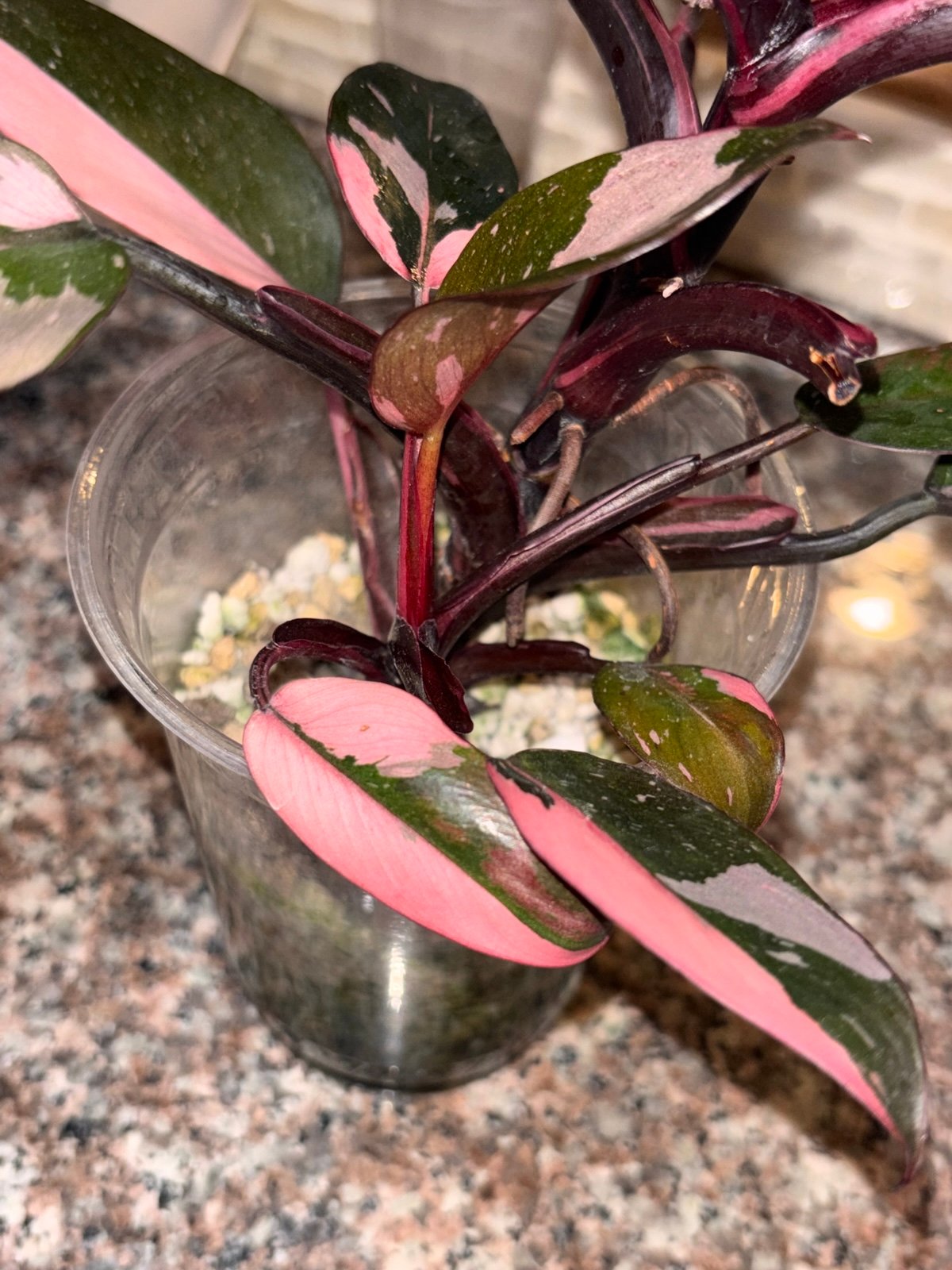 2-philodendron PINK princess/shipped with winter insulation all included