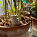 Garden Decoration: Zen PUG Dog Buddha Garden Art Statue Sculpture