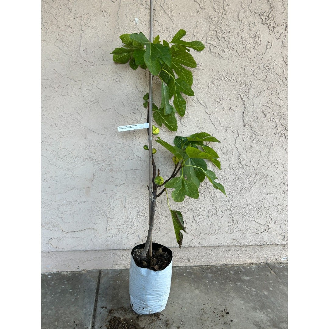 Panache Tiger Fig Fruit Tree - Variegated, Strawberry Jam Flavor, Semi Dwarf