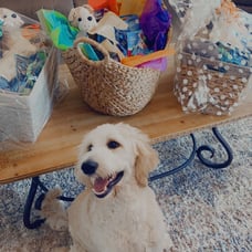 Decorative dog or puppy baskets