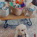 Decorative dog or puppy baskets