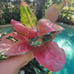 Aglaonema hello kitty