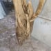 Driftwood