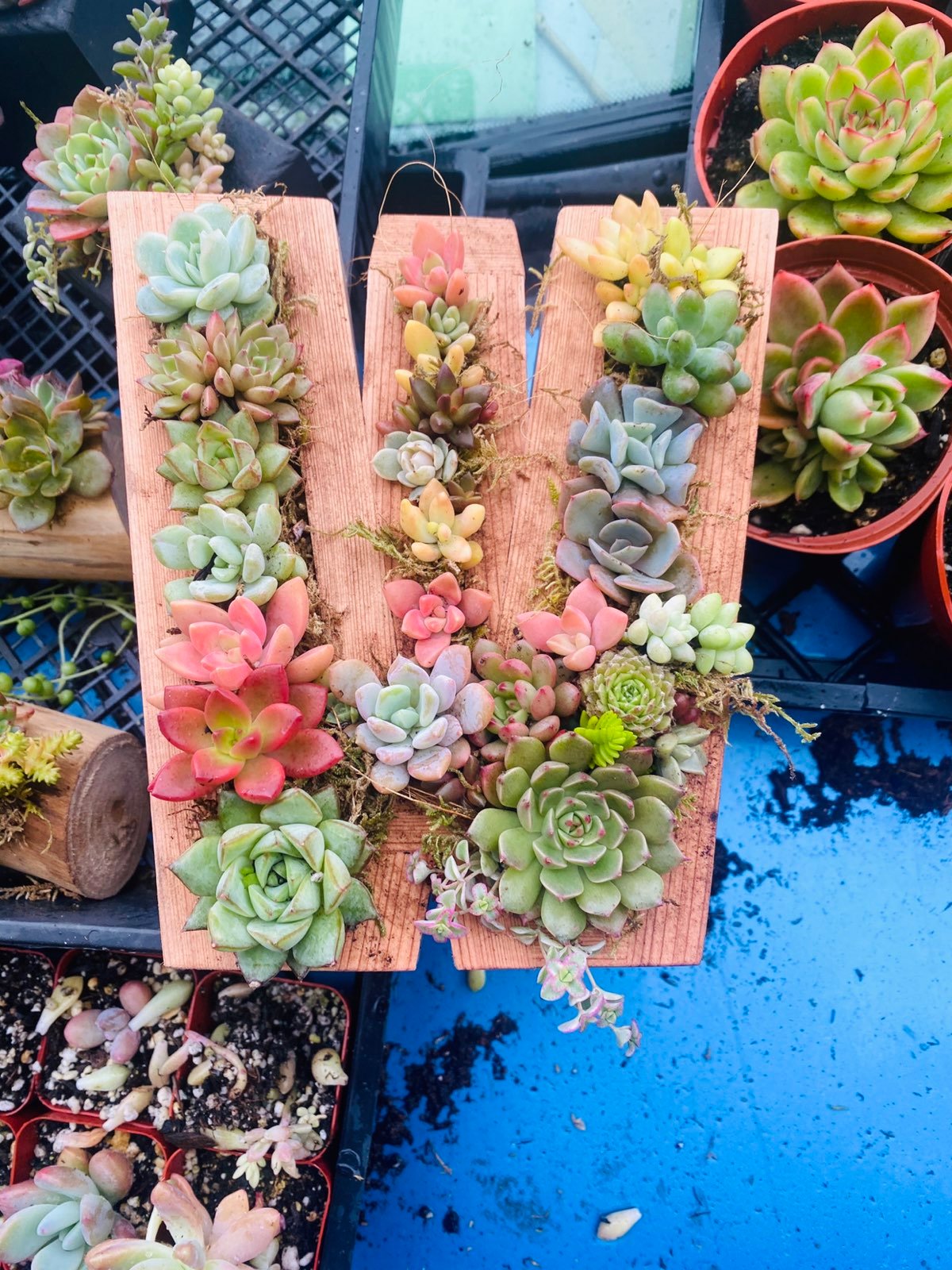 8 inch succulent letters,numbers and shapes A-Z 0-9