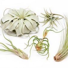 Five large air plants -
