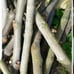 Black Madeira Fig Tree Cuttings 14 per roll first cuttings of the season