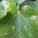 Black Madeira Fig Tree Cuttings 14 per roll first cuttings of the season