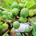 Black Madeira Fig Tree Cuttings 14 per roll first cuttings of the season