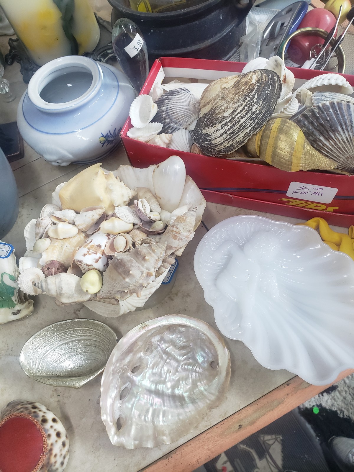 sea shells